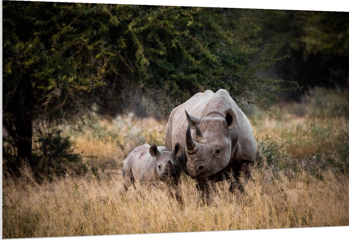 PVC Schuimplaat - Neushoorn met Baby in de Natuur - 150x100 cm Foto op PVC Schuimplaat (Met Ophangsysteem)