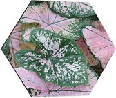 WallClassics - Dibond Hexagon - Tinhorão Groen-Roze Plant - 50x43.5 cm Foto op Hexagon (Met Ophangsysteem)