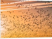 WallClassics - PVC Schuimplaat - Heel veel Vogels in de Lucht met Zonsondergang - 80x60 cm Foto op PVC Schuimplaat (Met Ophangsysteem)