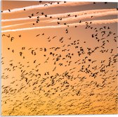 WallClassics - Acrylglas - Heel veel Vogels in de Lucht met Zonsondergang - 50x50 cm Foto op Acrylglas (Met Ophangsysteem)