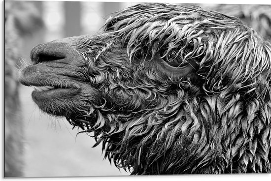 WallClassics - Dibond - Natte Alpaca Zwart - Wit - 75x50 cm Foto op Aluminium (Met Ophangsysteem)