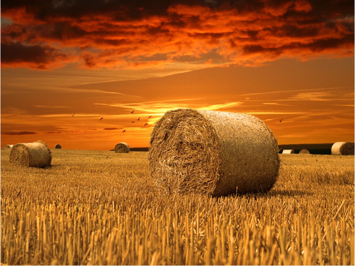 Fotobehang - Fields of gold.