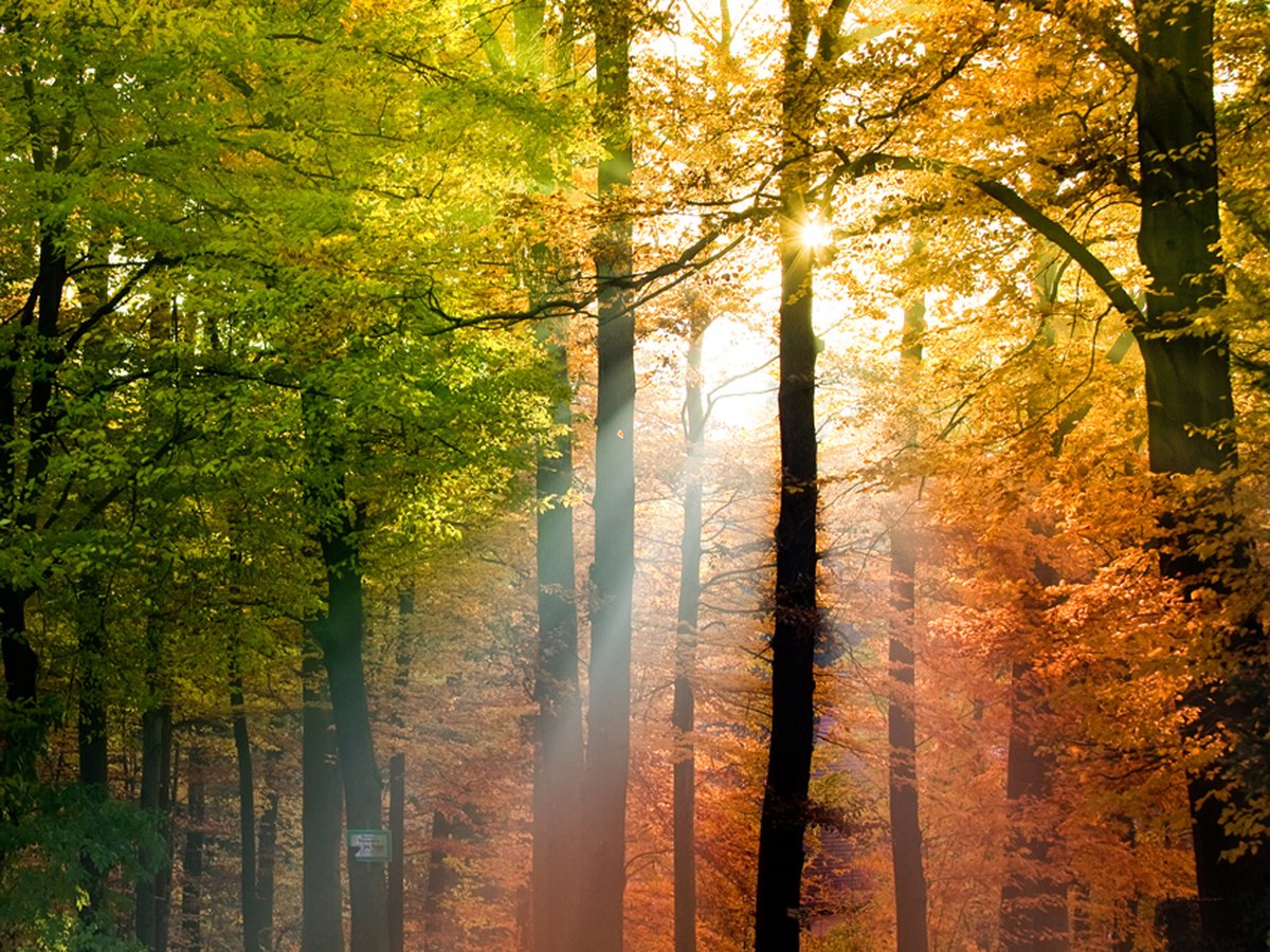 Fotobehang - Mooie herfst.
