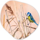 Organische Wanddecoratie - Kunststof Muurdecoratie- Organisch Schilderij - Vogel - Pimpelmees - Riet- 60x60 cm - Organische spiegel vorm op kunststof