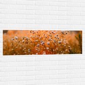 WallClassics - Muursticker - Openklappende Madeliefjes in het Veld - 120x40 cm Foto op Muursticker