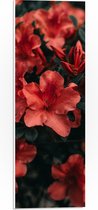 WallClassics - PVC Schuimplaat- Rode Bloem met Groen Blad - 20x60 cm Foto op PVC Schuimplaat