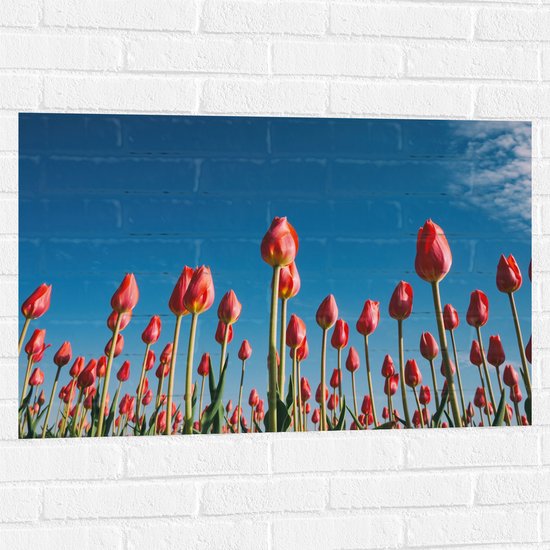 WallClassics - Muursticker - Onderaanzicht van Roze Tulpenveld - 90x60 cm Foto op Muursticker