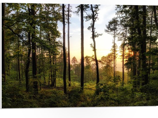 WallClassics - Panneau en mousse PVC - Soleil couchant avec Arbres - Photo 75x50 cm sur panneau en mousse PVC (avec système de suspension)