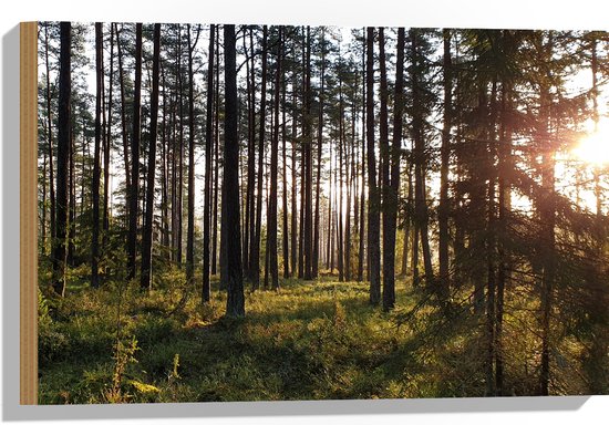 WallClassics - Hout - Veel Bomen in het Bos bij Zonsondergang - 60x40 cm - 12 mm dik - Foto op Hout (Met Ophangsysteem)