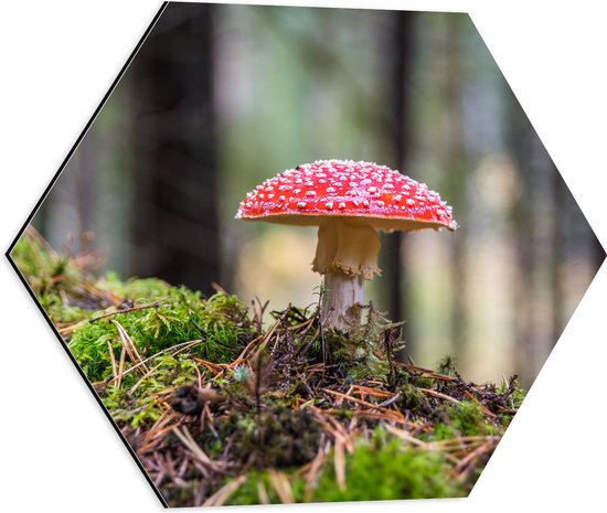 PEAM Mos Muurschilderij - Gestabiliseerd mos hexagon voor aan de muur - Medium