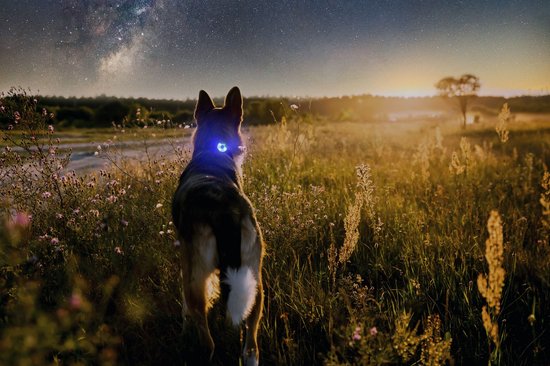 Foto: Veiligheidslamp voor hond i led honden cadellight i dierenlampje i lampje hondenhalsband i oranje
