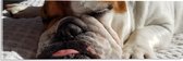 WallClassics - Acrylglas - Slapende Bulldog Hond - 60x20 cm Foto op Acrylglas (Met Ophangsysteem)