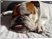 WallClassics - Tuinposter – Slapende Bulldog Hond - 80x60 cm Foto op Tuinposter  (wanddecoratie voor buiten en binnen)
