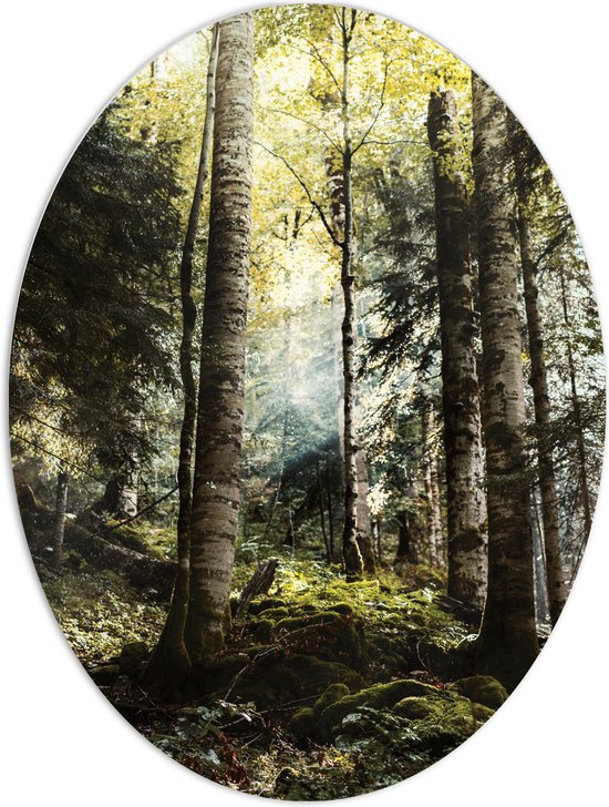 WallClassics - PVC Schuimplaat Ovaal - Groene Bomen met Zon - 60x80 cm Foto op Ovaal  (Met Ophangsysteem)