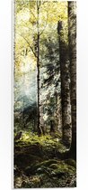 WallClassics - PVC Schuimplaat - Groene Bomen met Zon - 20x60 cm Foto op PVC Schuimplaat (Met Ophangsysteem)