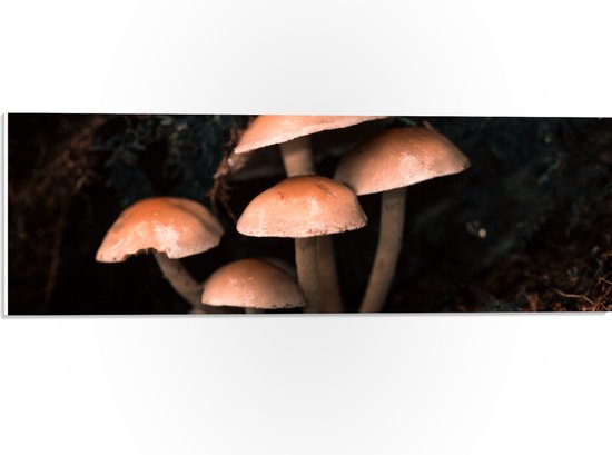 WallClassics - PVC Schuimplaat- Groepje Paddenstoelen - 60x20 cm Foto op PVC Schuimplaat