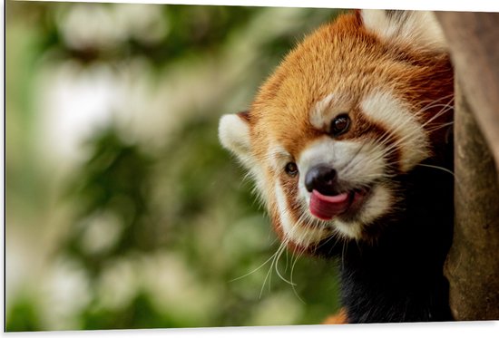 WallClassics - Dibond - Kleine Rode Panda heeft Honger - 105x70 cm Foto op Aluminium (Met Ophangsysteem)