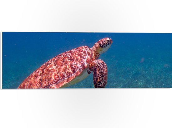 WallClassics - PVC Schuimplaat Ovaal - Baby Schildpad Aan Het Zwemmen 68x51 Cm Foto Op Ovaal