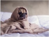 WallClassics - Poster Glossy - Cute Dog under the Blanket - 40x30 cm Photo sur Papier Poster avec Finition Brillante
