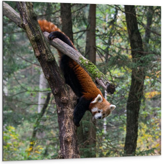 WallClassics - Dibond - Kleine Panda Hangend in de Boom - 100x100 cm Foto op Aluminium (Met Ophangsysteem)