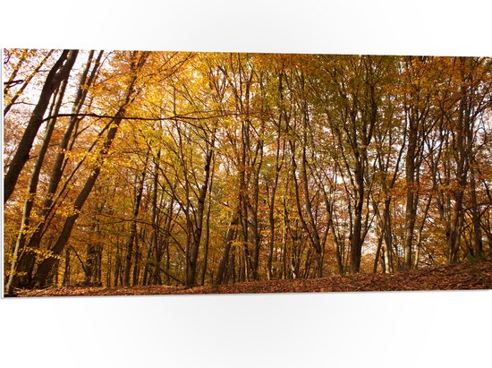 WallClassics - PVC Schuimplaat- Groene en Bruine Bladeren in het Bos - 100x50 cm Foto op PVC Schuimplaat