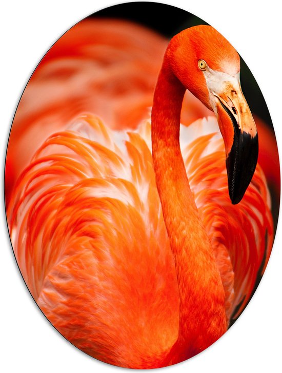 WallClassics - Dibond Ovaal - Rode Flamingo - 81x108 cm Foto op Ovaal (Met Ophangsysteem)