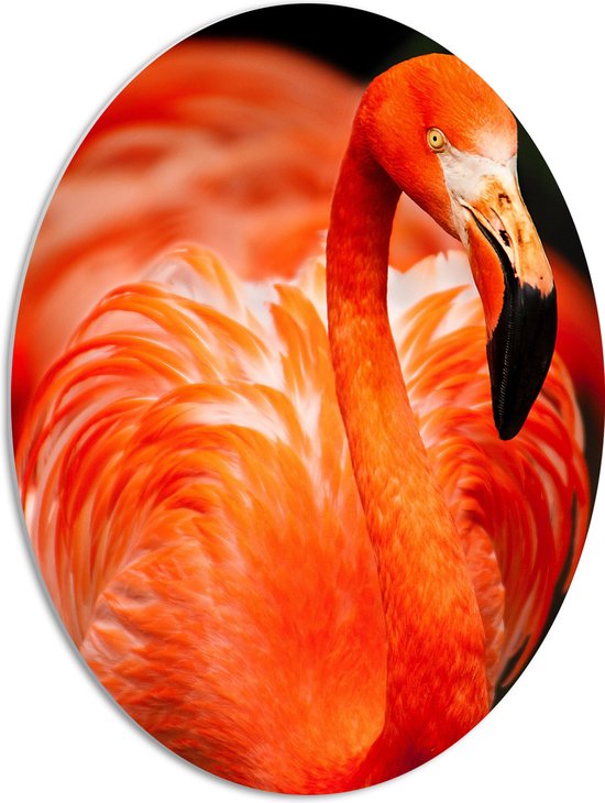 WallClassics - PVC Schuimplaat Ovaal - Rode Flamingo - 51x68 cm Foto op Ovaal  (Met Ophangsysteem)