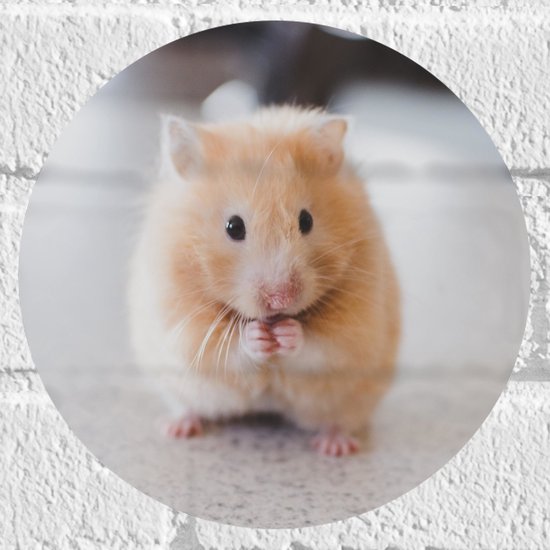 WallClassics - Muursticker Cirkel - Schattige Hamster op de Keukentafel - 20x20 cm Foto op Muursticker