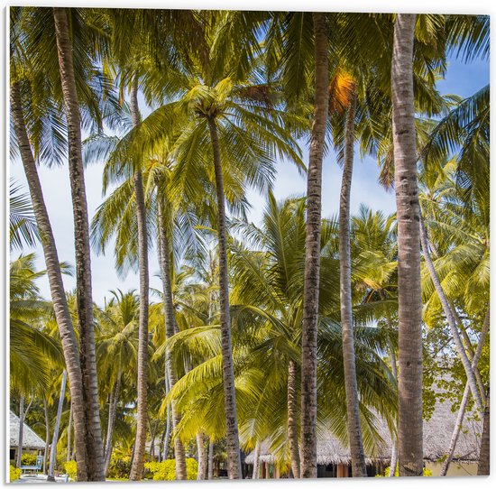 WallClassics - PVC Schuimplaat- Grote Groene Palmbomen - 50x50 cm Foto op PVC Schuimplaat
