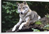 WallClassics - Canvas  - Rustende Wolf in de Natuur - 120x80 cm Foto op Canvas Schilderij (Wanddecoratie op Canvas)