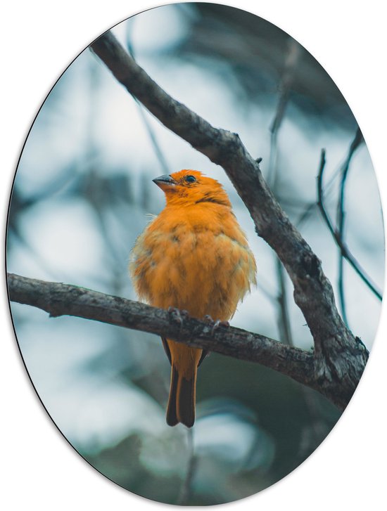 WallClassics - Dibond Ovaal - Oranje Vogel in de Boom - 72x96 cm Foto op Ovaal (Met Ophangsysteem)