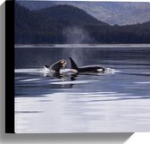 WallClassics - Canvas  - Orca's Zwemmend aan de Kust - 30x30 cm Foto op Canvas Schilderij (Wanddecoratie op Canvas)