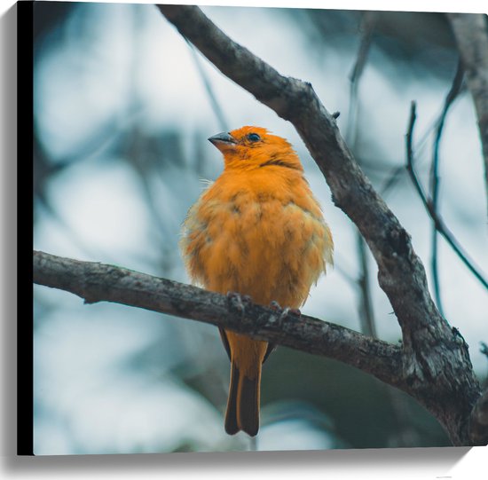 WallClassics - Canvas  - Oranje Vogel in de Boom - 60x60 cm Foto op Canvas Schilderij (Wanddecoratie op Canvas)