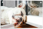 WallClassics - Tuinposter – Slapende Hond in het Raamkozijn - 60x40 cm Foto op Tuinposter  (wanddecoratie voor buiten en binnen)