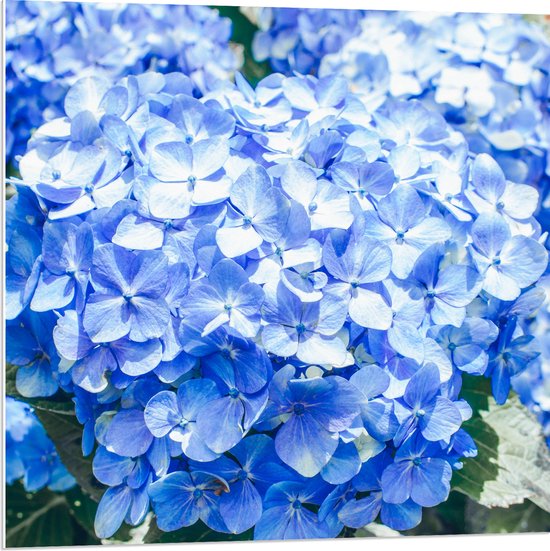 WallClassics - PVC Schuimplaat- Grote Blauwe Hortensia Bloemen - 80x80 cm Foto op PVC Schuimplaat