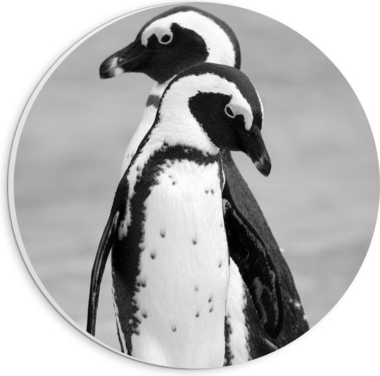 WallClassics - PVC Schuimplaat Muurcirkel - Pinguïns op het Ijs Zwart - Wit - 20x20 cm Foto op Muurcirkel (met ophangsysteem)
