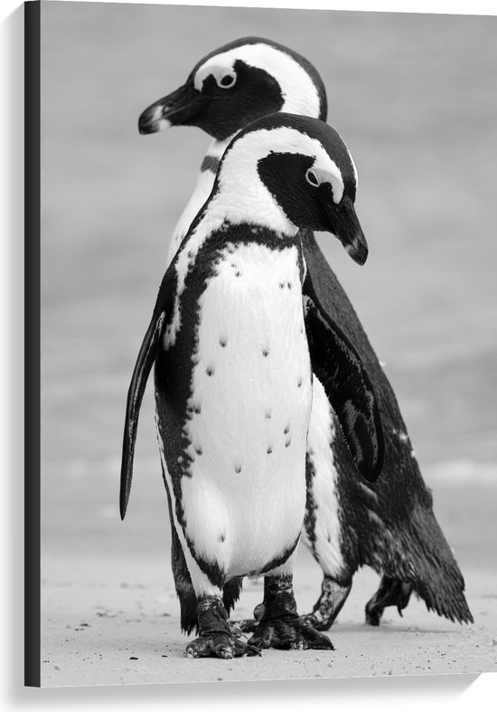 WallClassics - Canvas  - Pinguïns op het Ijs Zwart - Wit - 60x90 cm Foto op Canvas Schilderij (Wanddecoratie op Canvas)