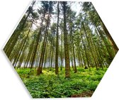 WallClassics - PVC Schuimplaat Hexagon - Vol Groen Bos - 30x26.1 cm Foto op Hexagon (Met Ophangsysteem)
