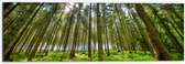 WallClassics - Dibond - Vol Groen Bos - 60x20 cm Foto op Aluminium (Met Ophangsysteem)