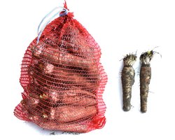 Witlofwortels - zelf witlof kweken - witloof - 25 wortels - ca. 5 kg - grote, mooie wortels