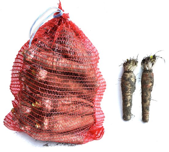 Witlofwortels - zelf witlof kweken - witloof - 25 wortels - ca. 5 kg - grote, mooie wortels