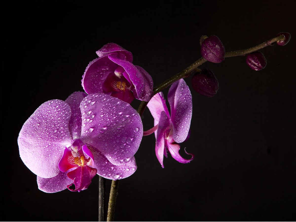 Fotobehang - stylish  orchis.