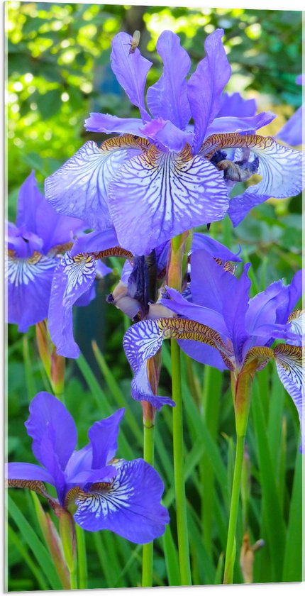 WallClassics - Acrylglas - Siberische Iris Bloem in het Paars - 50x100 cm Foto op Acrylglas (Wanddecoratie op Acrylaat)