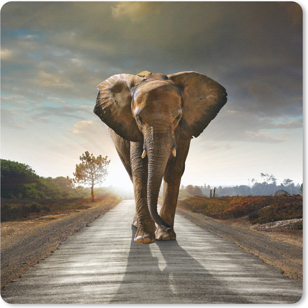 Muismat - Mousepad - Olifant - Weg - Dieren - Zonsondergang - Savanne - Landschap - 20x20 cm - Muismatten