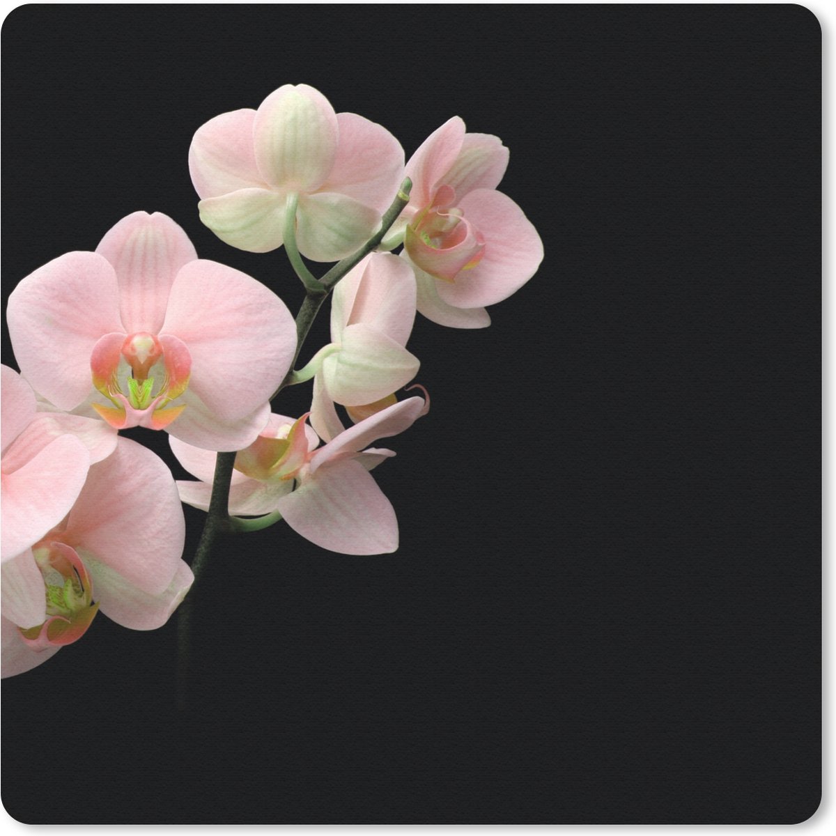Muismat 30x30 cm - Mousepad Orchidee - Bloemen - Roze - Stilleven - Flora - Muismatten
