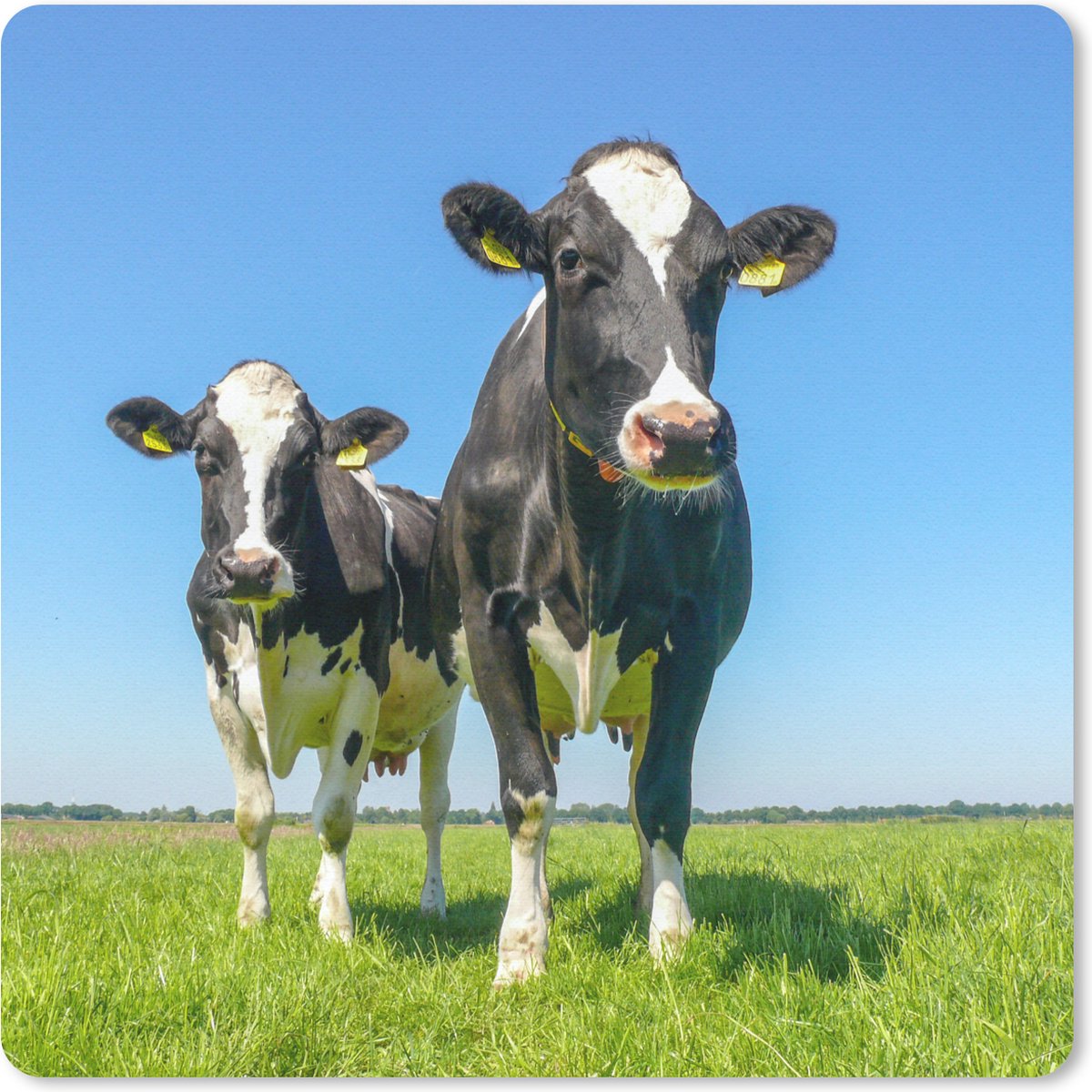 Muismat 20x20 cm - Mousepad Koeien - Weiland - Gras - Dieren - Boerderij - Muismatten