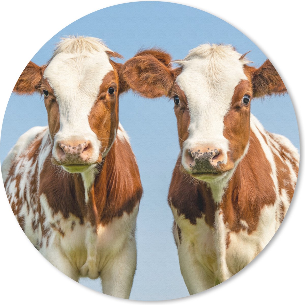 Muismat rond 20x20 cm - Mousepad Koeien - Lucht - Dieren - Boerderij - Portret - Ronde muismatten