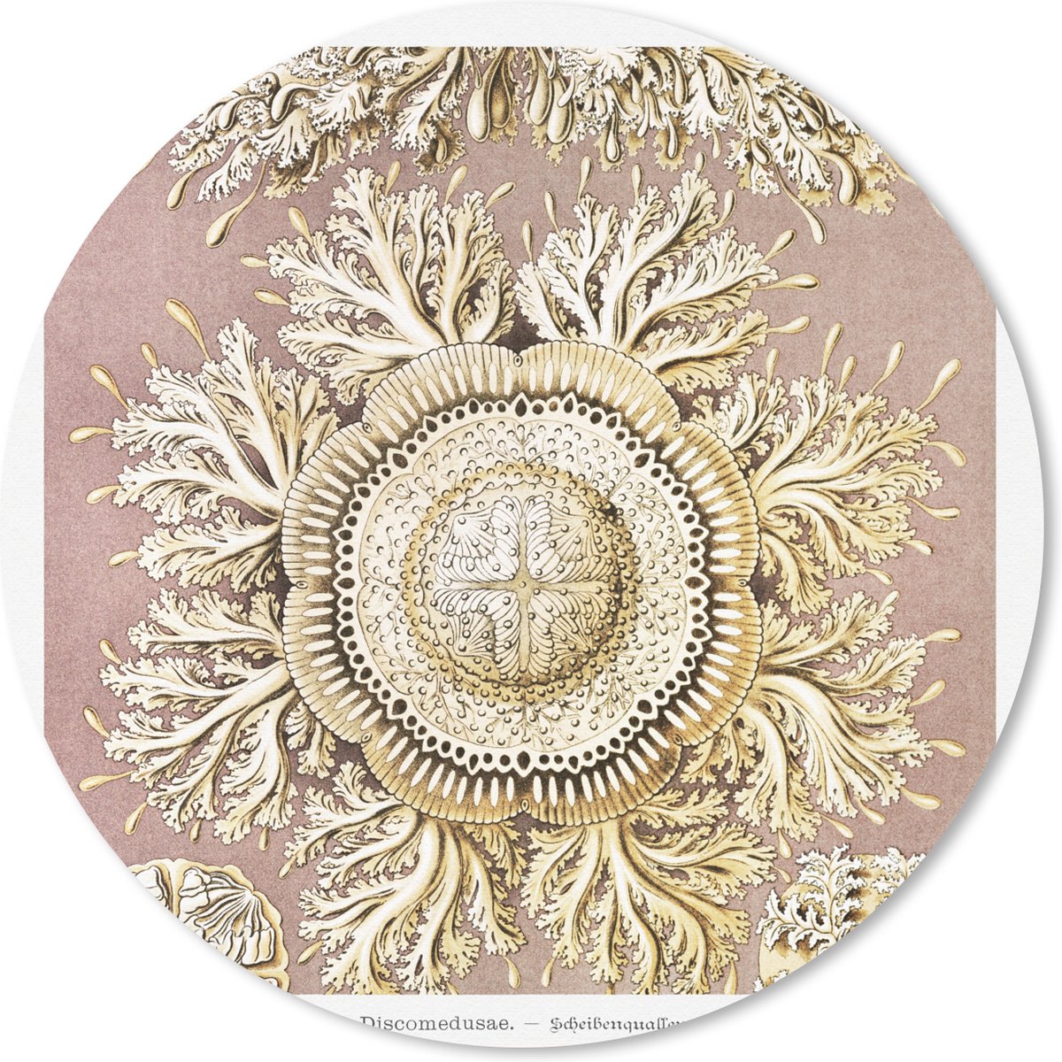Muismat rond 30x30 cm - Mousepad Vintage - Ernst Haeckel - Kwal - Kunst - Ronde muismatten