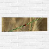 WallClassics - Muursticker - Lieveheersbeestje Op Graantje - 90x30 cm Foto op Muursticker