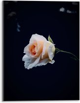 WallClassics - Acrylglas - Witte Roos - 30x40 cm Foto op Acrylglas (Met Ophangsysteem)